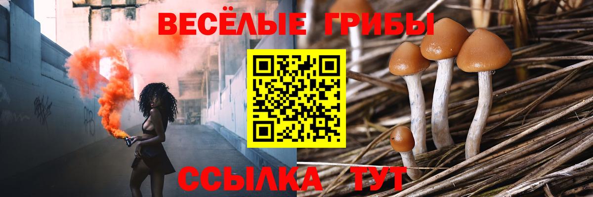 Баксан  Галлюциногенные грибы Psilocybine cubensis  Вход с VPN 